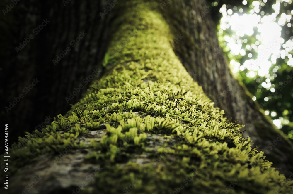 tree canopy and treehouse