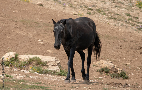 Black Sabino Wild Horse Mare walking near the waterhole in the western United States