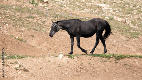 Black Sabino Wild Horse Mare in the red dirt desert in the Pryor Mountains Wild Horse Refuge Sanctuary in Wyoming United States photo