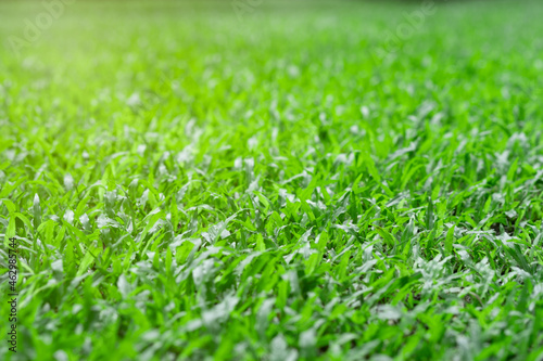 Green grass background texture. view of grass garden.