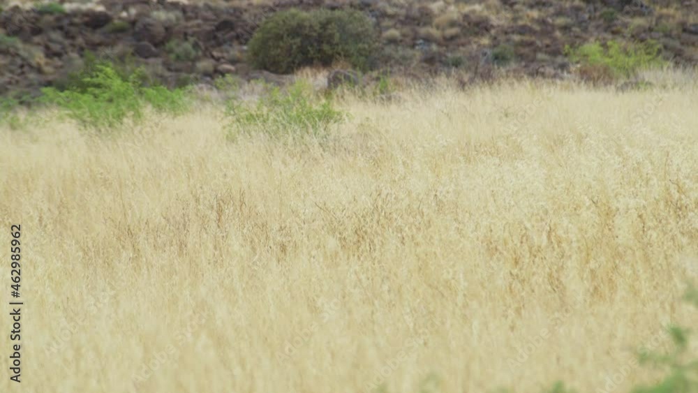 Dry Golden Grass Swaying On A Breeze Day At The Mountains Near Jerome Town In Arizona. Closeup Dry Golden Grass Swaying On A Breeze Day At The Mountains Near Jerome Town In Arizona. Closeup