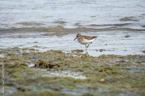 one cute dunlin bird walking around muddy beach by the river searching for food