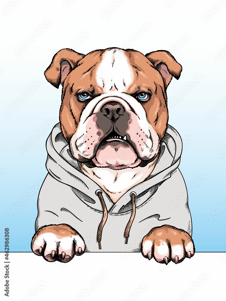 English bulldog illustration. Grumpy dog ​​sketch. Image for printing on any surface	