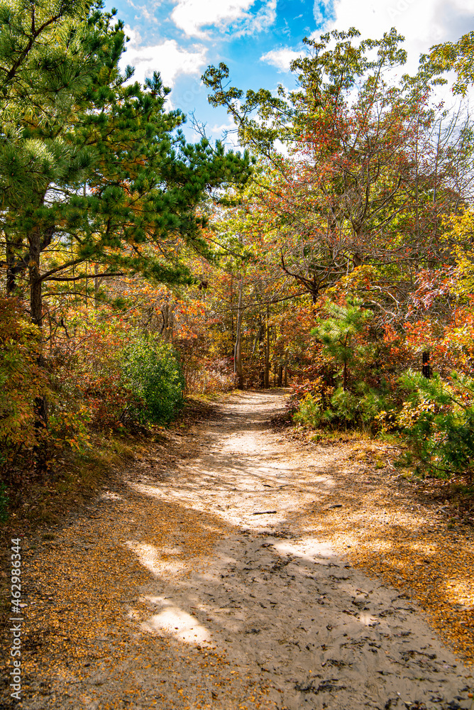 Fototapeta premium path in the autumn forest