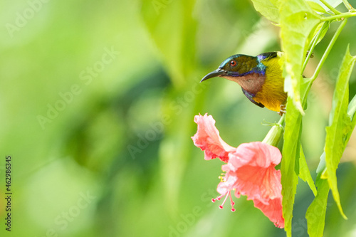シンガポールの野鳥　ブッソウゲの蜜を吸うチャノドコバシタイヨウチョウ