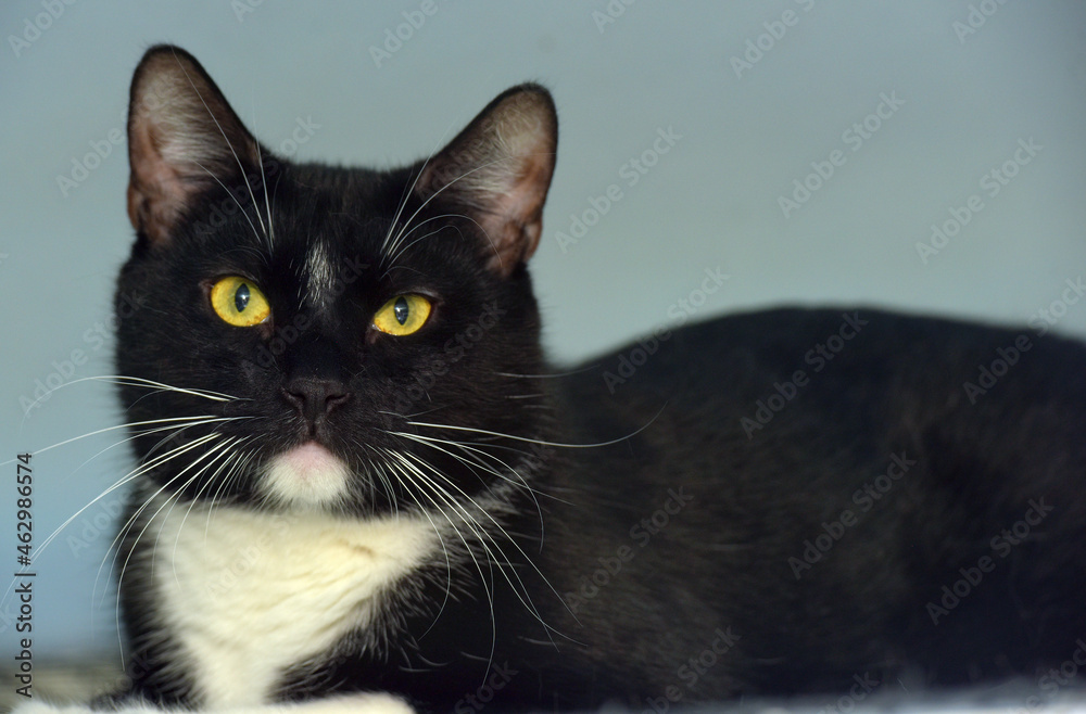 black and white european shorthair cat with yellow eyes