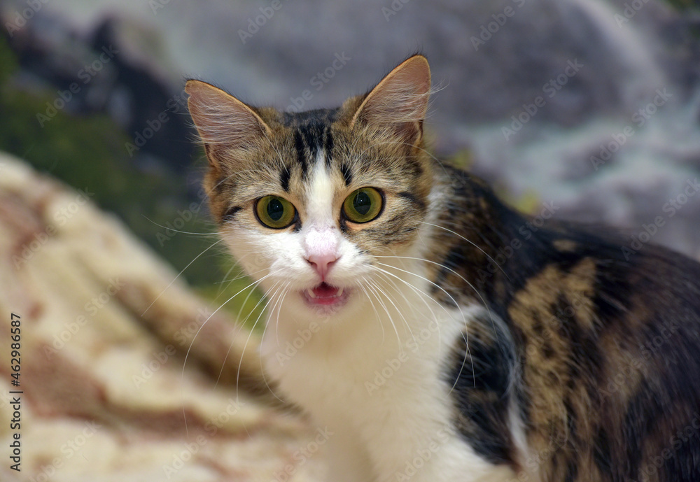 cute big-eyed fluffy brown and white cat