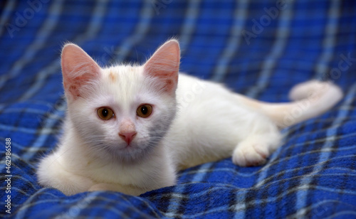 cute fluffy white kitten on a blue