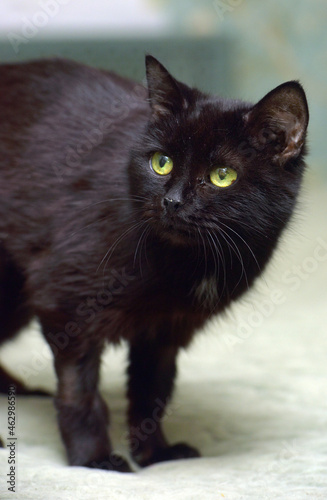 elderly old black cat lies on the couch © Evdoha