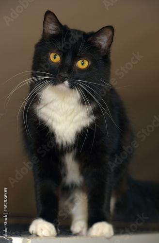 black with white breasts cat with orange eyes © Evdoha