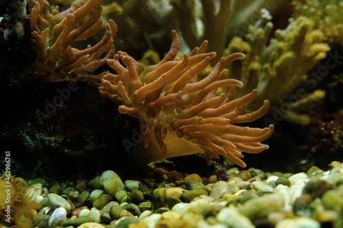 Sea anemones underwater. Aquatic animals. Underwater life. photo