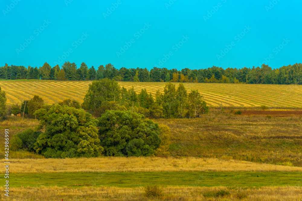 yellow field in autumn and line of trees on the horizon
