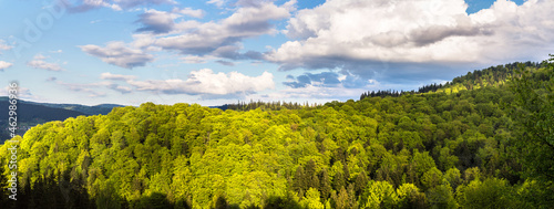 Carpathians mountain forest