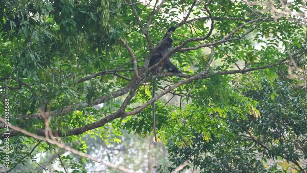 Seen scratching its left side with it left foot then faces to the left while its tail hanging, Phayre's Langur, Trachypithecus phayrei, Thailand. Seen scratching its left side with it left foot then faces to the left while its tail hanging, Phayre's Langur, Trachypithecus phayrei, Thailand.