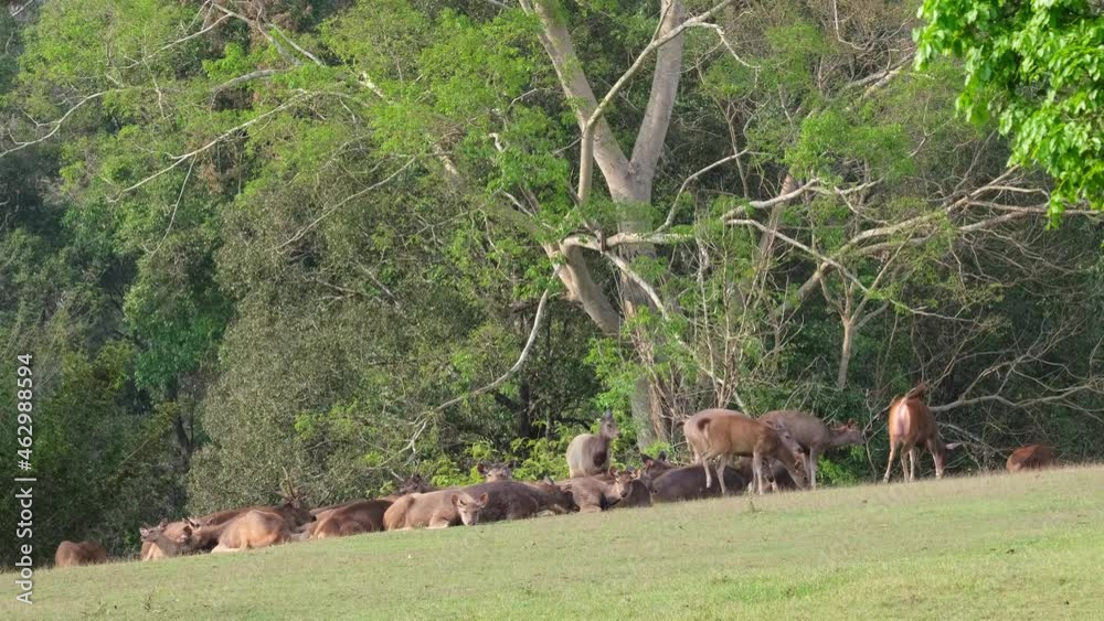 Some resting on the grass, some play and jump around, others standing and grooming; Sambar Deer, Rusa unicolor, Phu Khiao Wildlife Sanctuary, Thailand. Some resting on the grass, some play and jump around, others standing and grooming; Sambar Deer, Rusa unicolor, Phu Khiao Wildlife Sanctuary, Thailand.