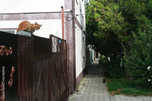 quiet street of a small southern town with a cat sitting on a fence  