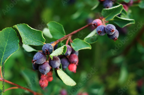 Irgi berries in drops of dew on a branch photo