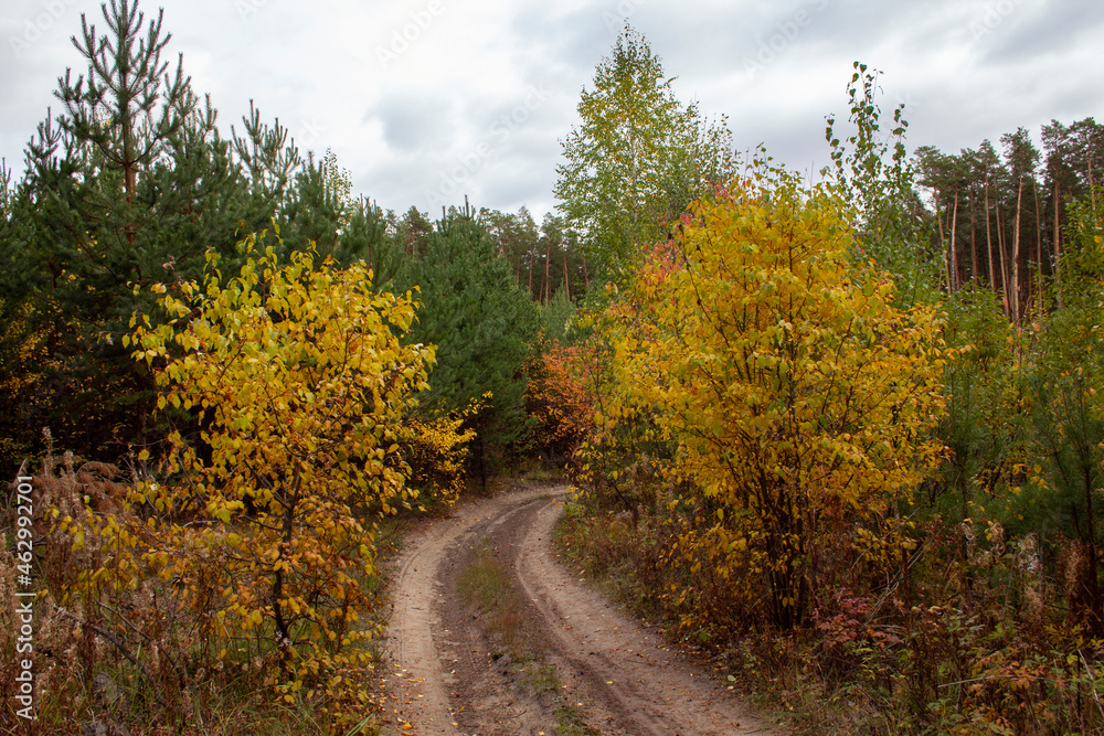 Autumn pine forest with yellow leaves and a path through the forest. Walk in the autumn pine forest in the city of Shadrinsk, Kurgan region.