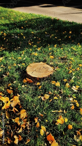 autumn in the park, stump