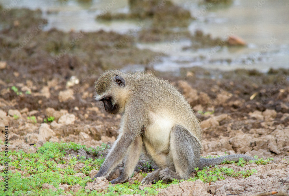 A vervet monkey isolated in the wild