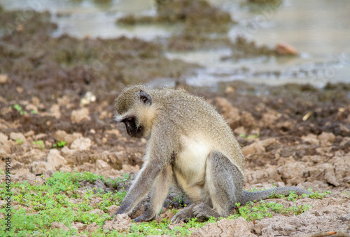 A vervet monkey isolated in the wild
