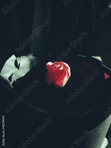 rose petals on black