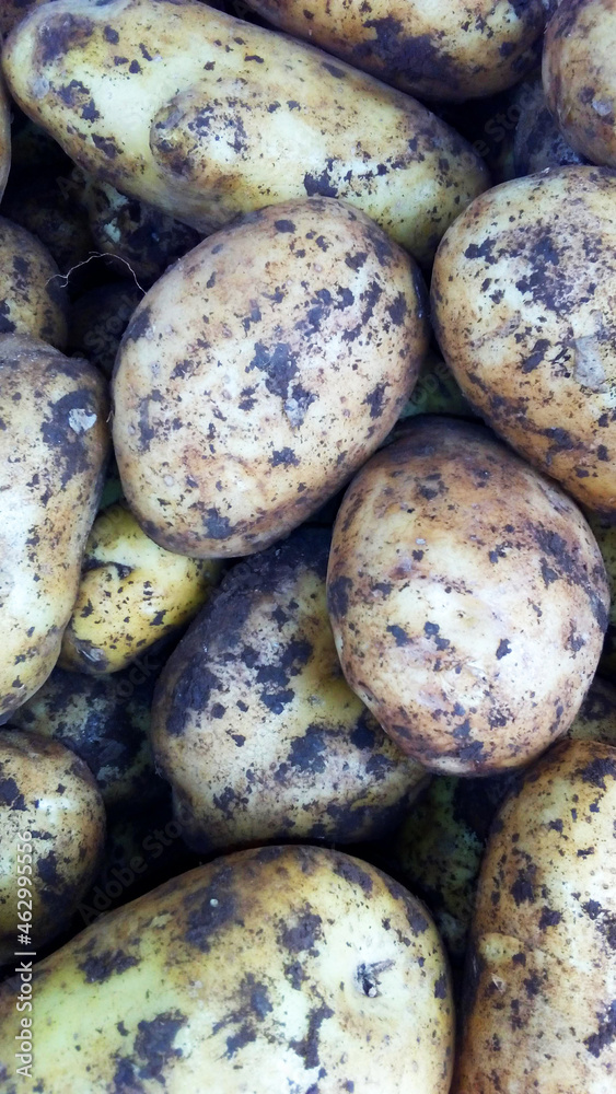 closed image of freshly harvested potatoes closed image of freshly harvested potatoes