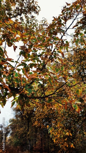 Autumn in the forest