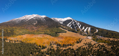 Vibrant fall colors on aspen trees in Flagstaff Arizona