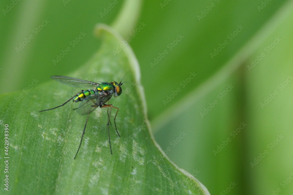 Naklejka premium Image of green insect on leaves.