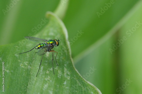 Image of green insect on leaves.