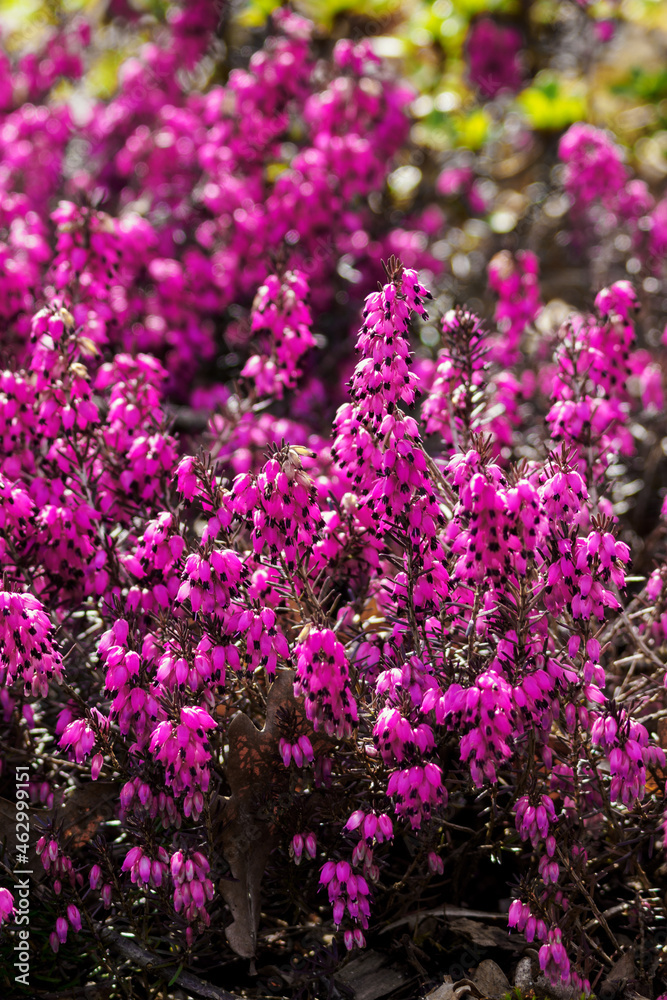 Purple heather flowers on the plant. Purple heather flowers on the plant.