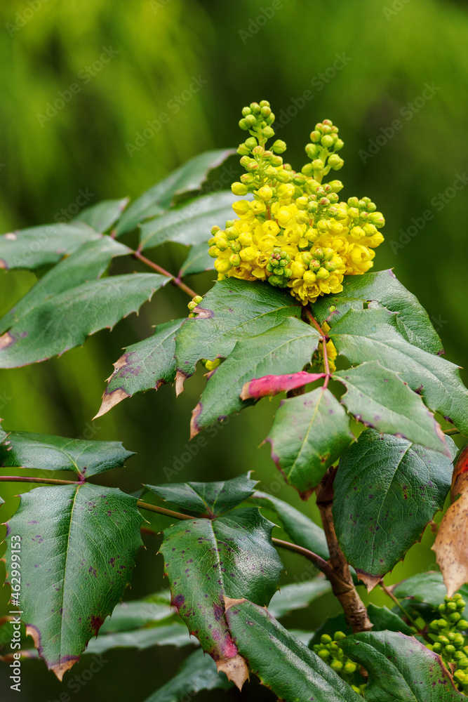 Yellow mahogany flowers on a bush with green leaves.