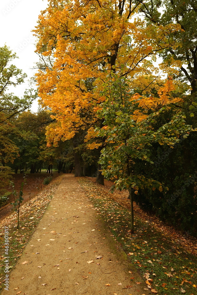 Jesień, park, drzewa liście, droga