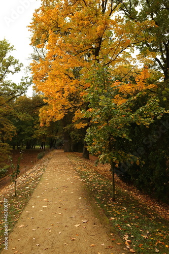 Jesień, park, drzewa liście, droga