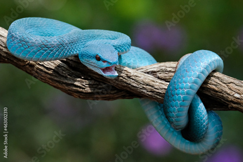 Snake perched on a tree branch photo