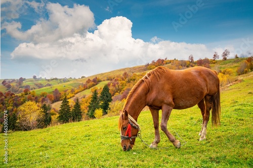 Fototapeta Naklejka Na Ścianę i Meble -  A handsome stallion walks in the field and eats juicy grass