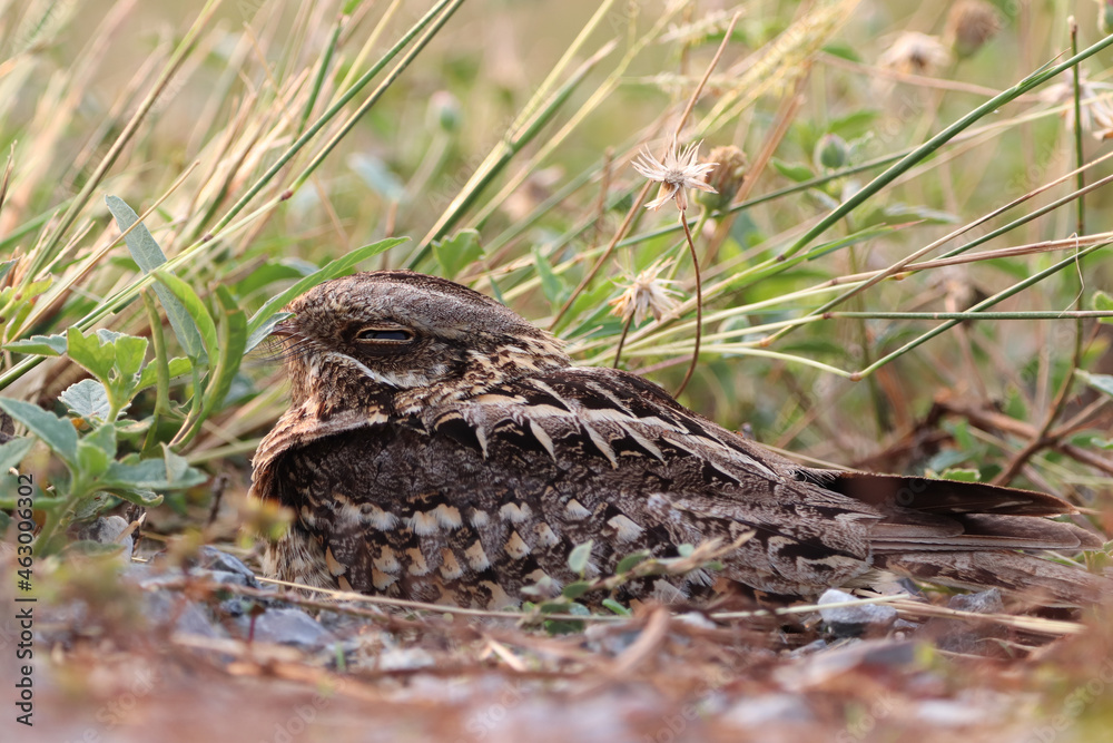 bird on the ground bird on the ground