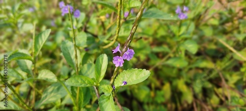 flowers in the grass