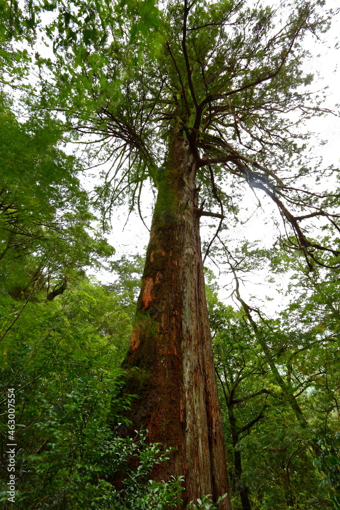 Fototapeta premium Lalashan Natural forest, paths in a forest of cypress trees in Taoyuan City, Fuxing District, Taiwan