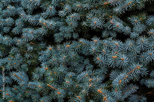 Background natural spruce branches closeup horizontal photography