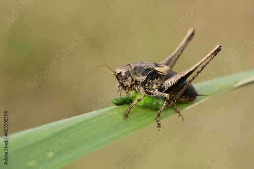 A Dark Bush-Cricket,  Pholidoptera griseoaptera, eating a Caterpillar on a blade of grass in a meadow. photo