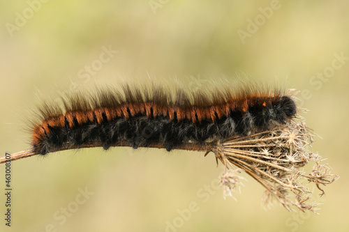 A Fox Moth Caterpillar, Macrothylacia rubi, crawling over a plant in a meadow.