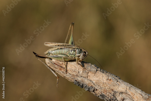 A female Grey Bush-Cricket, Platycleis albopunctata, resting on a twig enjoying the sunshine. © Sandra Standbridge
