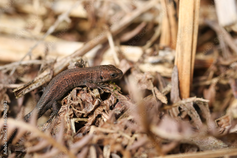 A tiny cute baby Common Lizard, Zootoca vivipara, basking in the sunshine in the undergrowth. A tiny cute baby Common Lizard, Zootoca vivipara, basking in the sunshine in the undergrowth.
