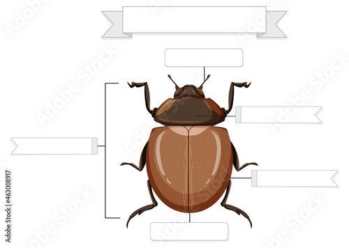External Anatomy of a beetle worksheet