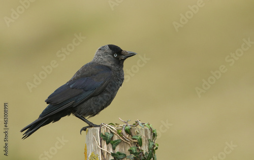 A Jackdaw, Corvus monedula, perching on a wooden fence post.