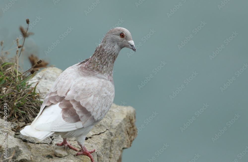 A Feral Pigeon, Columba livia domestica, standing on a ledge of a coastal cliff. A Feral Pigeon, Columba livia domestica, standing on a ledge of a coastal cliff.