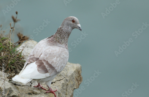A Feral Pigeon, Columba livia domestica, standing on a ledge of a coastal cliff.