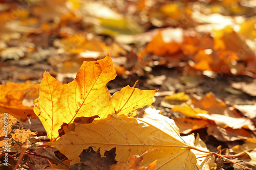 Fallen autumn maple leaves. autumn concept